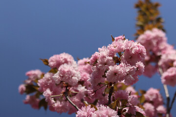 Abundantly blooming sakura. Pink sakura flowers close-up. Natural background. Sakura tree during the period of abundant flowering