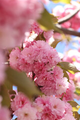 Abundantly blooming sakura. Pink sakura flowers close-up. Natural background. Sakura tree during the period of abundant flowering