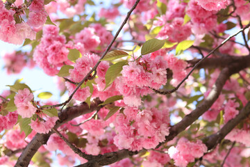 Fototapeta premium Abundantly blooming sakura. Pink sakura flowers close-up. Natural background. Sakura tree during the period of abundant flowering