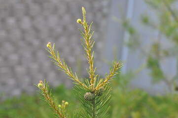 Pinus parviflora, also called Japanese white pine, is an evergreen conifer with clusters of five needles, native to Ulleungdo in Korea and Japan. Photographed in Korea.