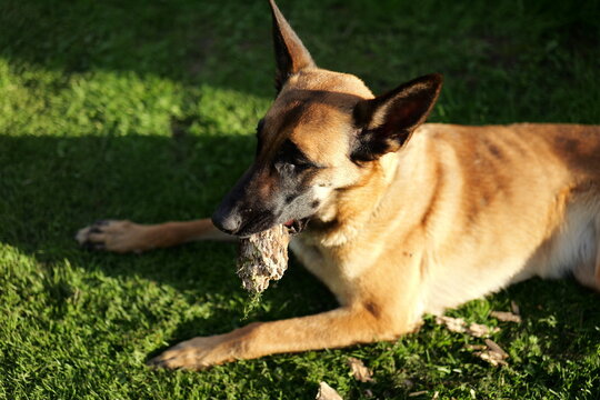 Dog plays with stick in green grass during sunny afternoon outdoors