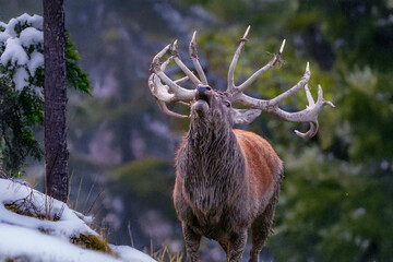 Brunfthirsch im Kampf
