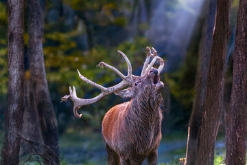 Rothirsch r&ouml;hrt (schreit) im Morgenlicht