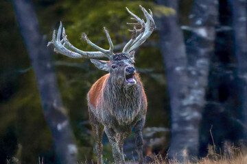 Hirsch am Waldrand zur Brunft