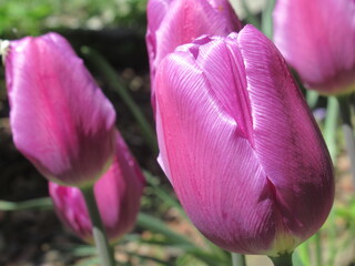 Zbliżenie na kwiaty różowego tulipana © Kumulugma