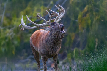 Brunftschrei Rothirsch