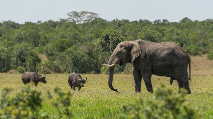 A Massive Lone African  Male Elephant (Loxodonta africana) trowing mud on himself in a swamp to keep himself cool  at Olpejeta Consevancy in Kenya