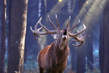 R&ouml;hrender Rothirsch