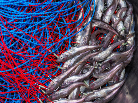 Capelin bait prepared with red and blue longlines for Greenland halibut fishing on a commercial boat