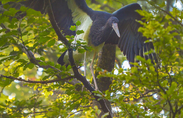 Junger Schwarzstorch bei Flug&uuml;bungen
