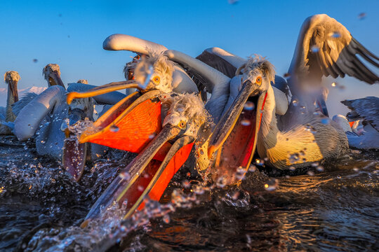 Dalmatian Pelican,   Pelecanus crispus,   group catching fish.