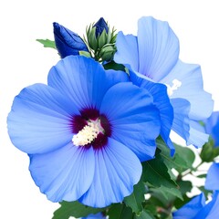 Vibrant blue hibiscus blooms