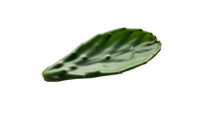Green Prickly Pear Cactus Pad Isolated on Black Background