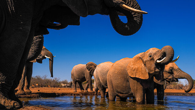 Herd of African Elephants (Loxodonta africana) drinking water from a waterhole on a sunny day, Kruger National Park, South Africa