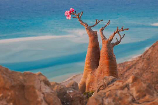 Bottle-shaped desert rose trees with pink flowers growing on cliffside above turquoise sea and sandy shore Socotra