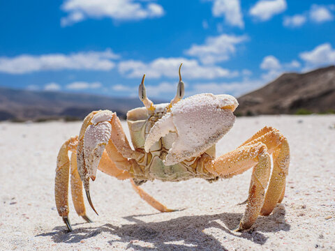 Rare endemic crab on Socotra Island beach in bright sunlight with blue sky and desert background