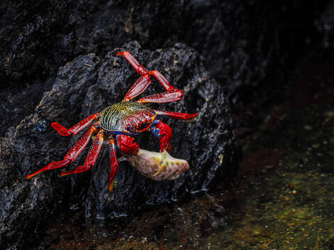 Bright red crab climbing on dark rock at the seashore with wet surface