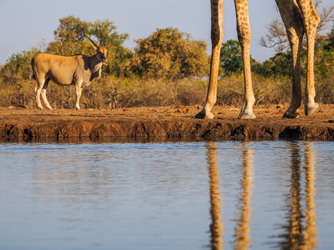 Large Common Eland (Taurotragus oryx) standing near a waterhole behind giraffe legs at sunset, Kruger National Park, South Africa