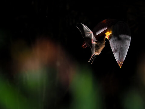Nectar Bat (Glossophaga soricina) Pollinating Banana Flower copy space