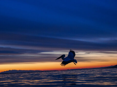 Dalmatian Pelican in flight over sea at sunset with vivid twilight colors and dramatic clouds