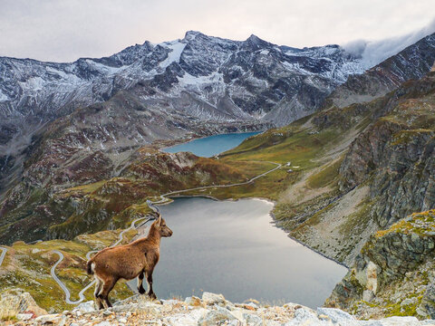 Mountain ibex overlooks alpine lakes and rugged peaks in high-altitude landscape with dramatic scenery