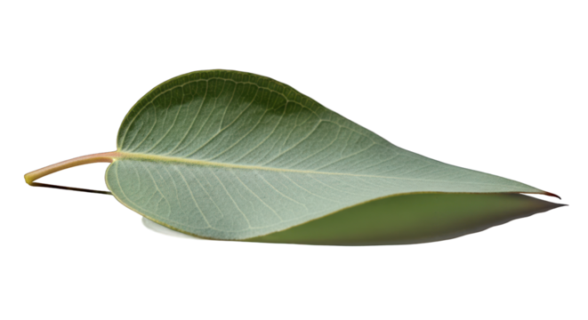 Calm and Organic Eucalyptus Leaf Displayed Against a Pure Black Background