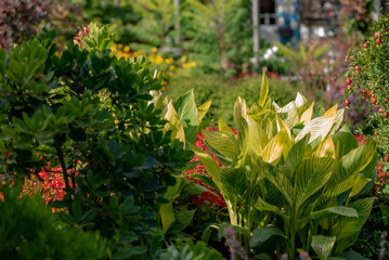 Lush garden scene featuring vibrant green shrubs, bright red flowers, and variegated yellow foliage under warm sunlight. A blend of textures and colors creates a harmonious natural display.