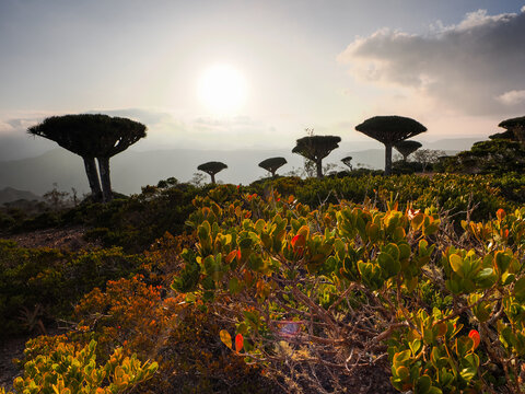 Dragon blood trees at sunset on Socotra Island with colorful foreground vegetation and mountains