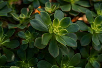 succulent plants with vibrant green leaves arranged in a rosette pattern, photographed in a garden setting with soft natural lighting and a blurred background enhancing their beauty