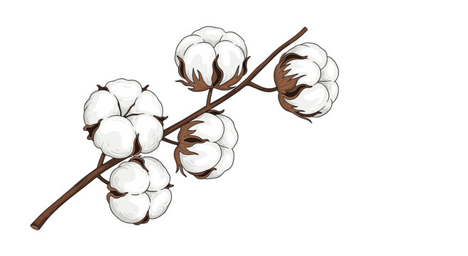 A delicate branch showcases five fluffy cotton bolls against a white background.