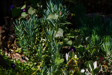 lush green succulents intertwined with delicate morning glory vines, featuring heart-shaped leaves and deep purple flowers, illuminated by natural sunlight in a garden setting