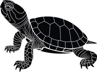 A monochrome illustration depicts a side profile of a small turtle