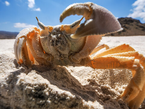 Close-up of a Ghost Crab (Ocypode) in defensive posture on white sand beach, Detwah Lagoon, Socotra Island, Yemen