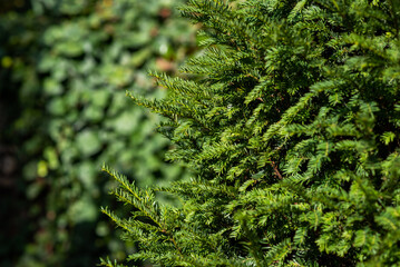 Vibrant green yew bush with soft needle-like leaves basking in sunlight, complemented by blurred...