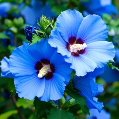 Vibrant blue hibiscus flowers (1)