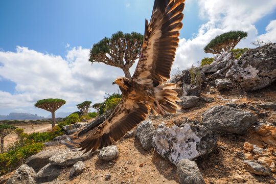 Egyptian Vulture (Neophron percnopterus) in flight over the alien landscape of Socotra Island with Dragon Blood Trees, Yemen