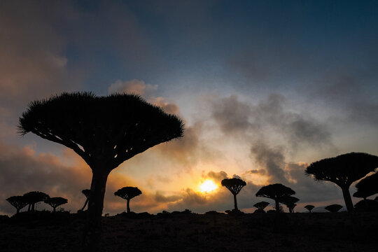 Silhouetted dragon blood trees against dramatic sunset sky in dry exotic landscape with clouds. Socotra, Yemen