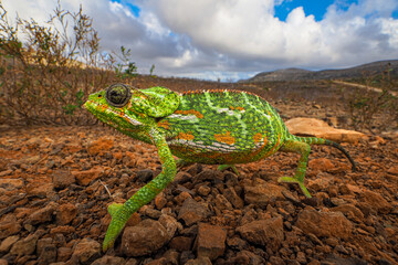 Close-up of green chameleon on dry branch, blending into surroundings with textured skin and alert eyes