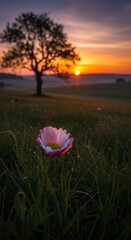 A lone poppy blossoms in a dew-kissed field at sunrise