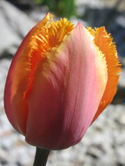 Zbliżenie na pomarańczowy kwiat tulipana © Kumulugma