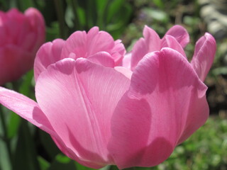Zbliżenie na różowe kwiaty tulipanów © Kumulugma