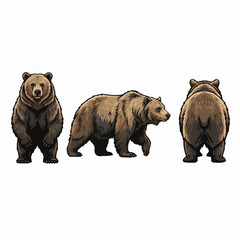 Realistic Brown Bear Grizzly Bear Animal Poses Front Side Back View Set