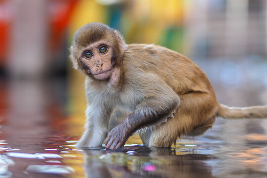 Rhesus macaque (Macaca mulatta) standing in water, copy space