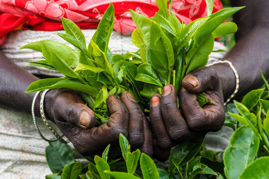 Close-up of a female farm worker's hands holding fresh green tea leaves at a plantation in Sri Lanka