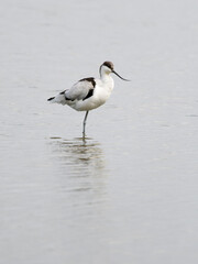 Avocet, Recurvirostra avosetta