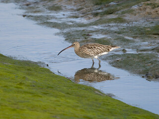 Curlew, Numenius arquata