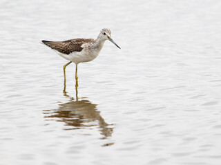 Greenshank, Tringa nebularia