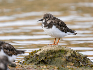 Turnstone, Arenaria interpres
