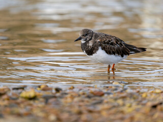 Turnstone, Arenaria interpres