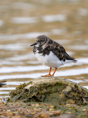 Turnstone, Arenaria interpres